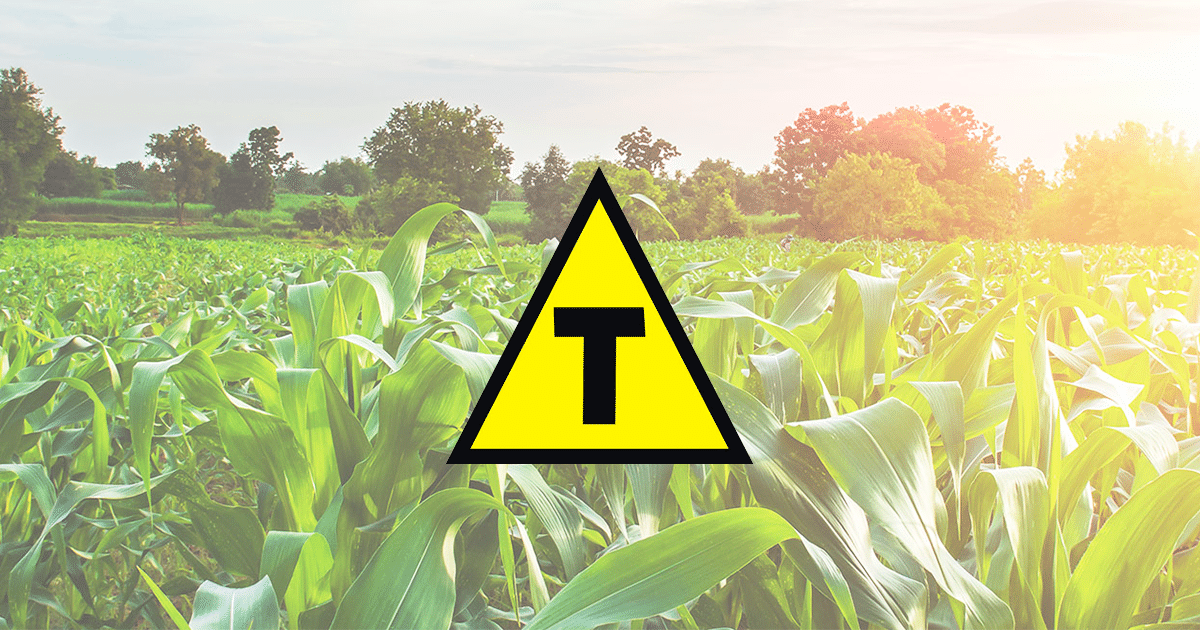 Simbolo de transgênico e plantação de trigo ao fundo - OGM