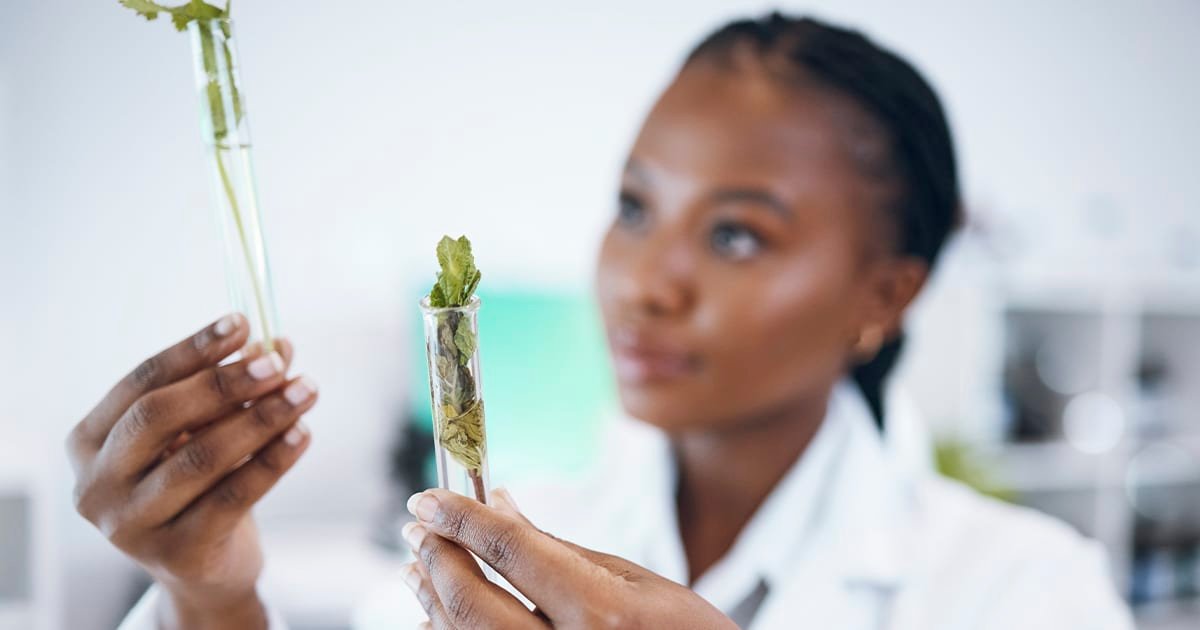 Alimentos transgênicos - mulher negra analisa plantas em laboratório